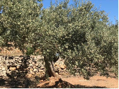 Oliven sind reif für die Ernte